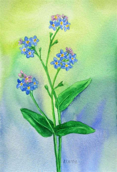 Forget-me-not flower Original Watercolor Painting by ElaDecors