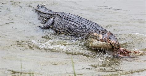 Great White Shark Vs Saltwater Crocodile - Who Would Win? - Animals Comparison