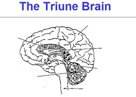 The Triune Brain Diagram | Quizlet