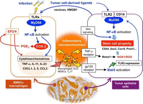 Inflammation in gastric cancer: Interplay of the COX‐2/prostaglandin E2 and Toll‐like receptor ...