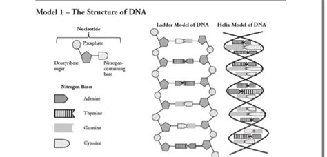 Solved Model 1 - The Structure of DNA Ladder Model of DNA | Chegg.com