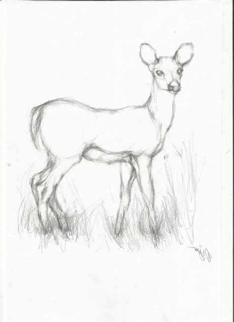 Pencil Easy Animal Sketch Drawing ... | Fish drawings, Fish sketch, Animal drawings