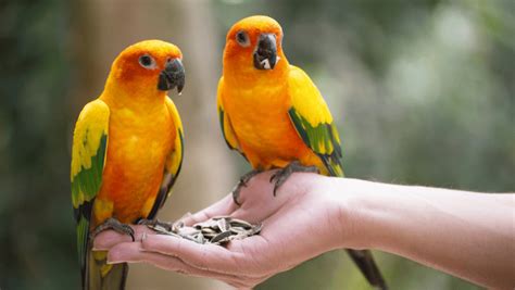 450+ Cute Parrot Names With Name Generator 2024