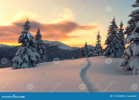 Dramatic Wintry Scene with Snowy Trees. Stock Image - Image of hoarfrost, mountain: 111513395