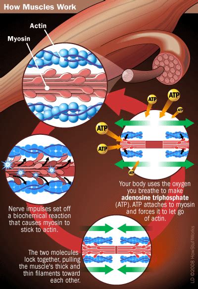 The Chemicals of Life and Rigor Mortis | HowStuffWorks