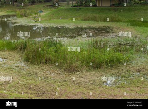 Retention pond with water plants in city park in Kuching, Malaysia, ecology, gardening ...