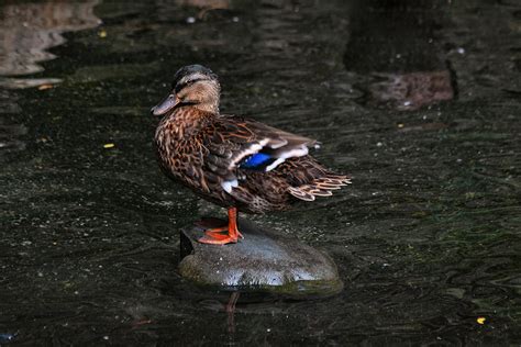 Duck on a Rock Photograph by Richard Gregurich - Fine Art America