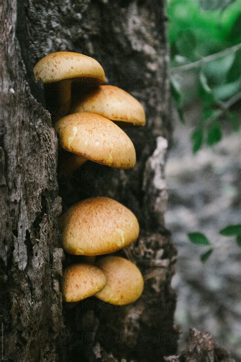 "Wild Mushrooms On A Log" by Stocksy Contributor "Juno" - Stocksy