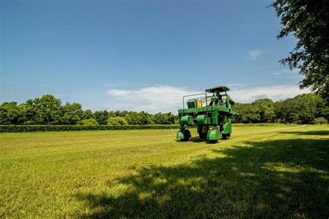 Charleston Tea Plantation | The Official Digital Guide to Charleston SC ...