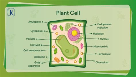 What is a Plant cell? Definition, Diagram and Structure | Plant cell ...