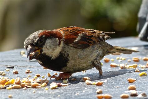 A Kilchoan Diary: Gutsy Little Birds