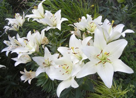 Photographing Flowers: Growing Lilies