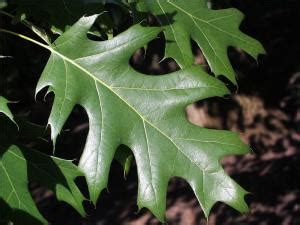 Red Oak | Natural Resource Stewardship