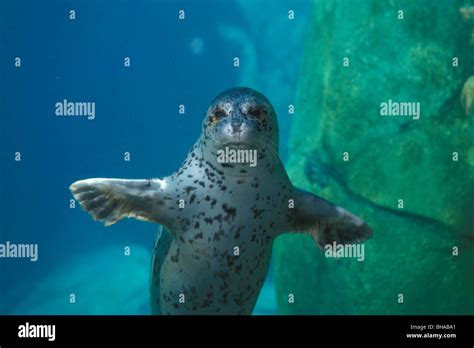 Harbor Seal Swimming Under water Alaska Sealife Center Seward Stock ...