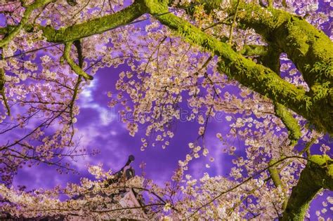 Cherry Blossom Night View of Odawara Castle Stock Image - Image of ...