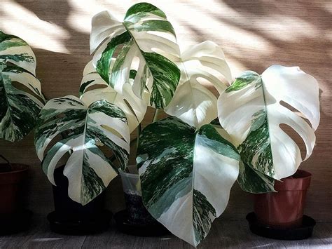 How The Variegated Monstera Became An Instagram Obsession — Plant Care Tips and More · La Résidence