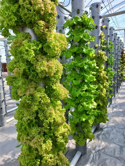 11 Major Benefits of Vertical Aeroponic Farming. – RADONGROW