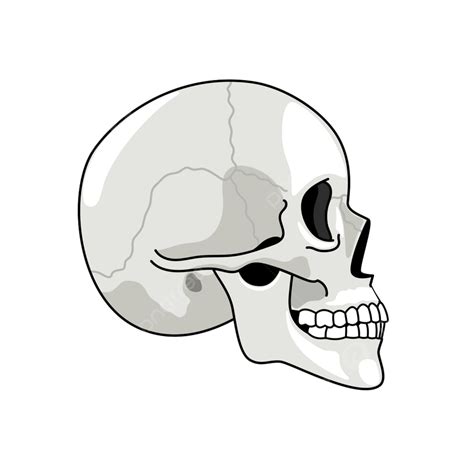 Side Profile Vector Design Images, Skull Profile Vector Side Flat, Skull Drawing, Profile ...