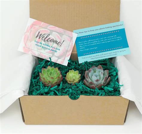 The Stunning Succulent Club - Rare and unique succulent plant subscription service - The Parched ...