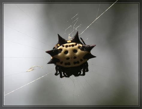 Spiny Orbweaver 40D0023642 by Cristian-M on DeviantArt