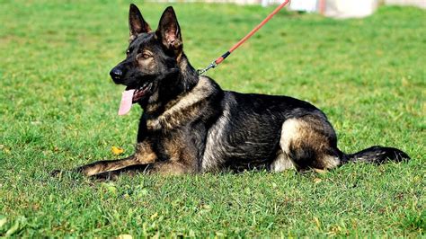 Dark Sable German Shepherd - German Choices