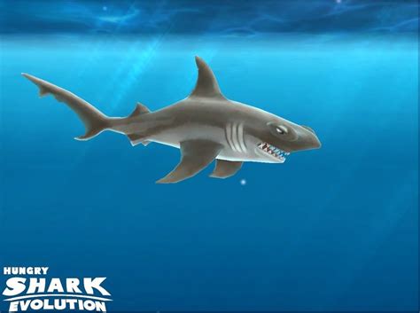 Hammerhead Shark | Hungry Shark Wiki | Fandom