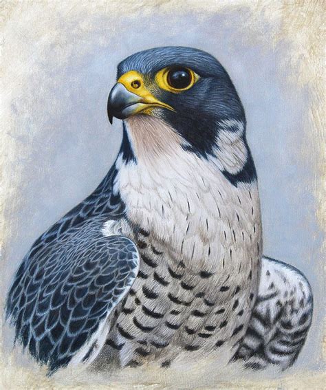 WILDLIFE ART | Thoroughbredfineart | Falcon art, Bird drawings, Animal ...