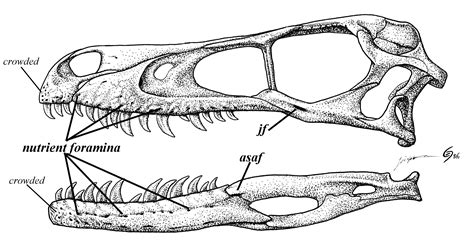 Pin by Emma Watson on Consultation Ideas | Fossil art, Creature concept art, Prehistoric animals