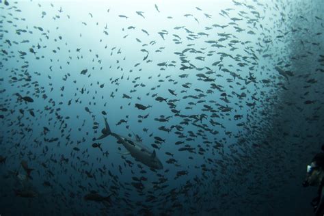 Four tuna species showing signs of recovery | World Economic Forum