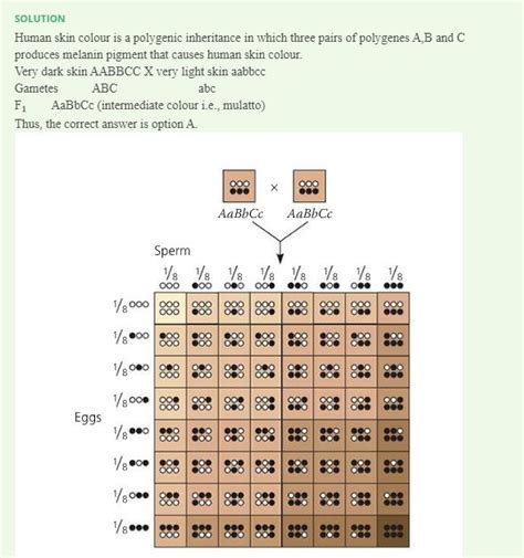 Polygenic Inheritance Skin Color