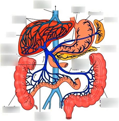 hepatobiliary system - anatomy Diagram | Quizlet