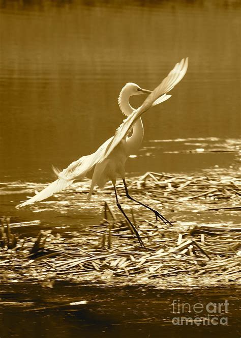 Soft Landing Photograph by Carol Groenen