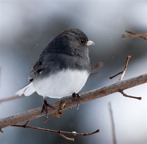 junco-dec06 – By the Sea