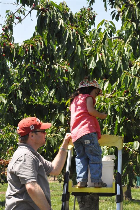 Maya and Luca's World: Cherry picking at U-pick Farm in Gilroy