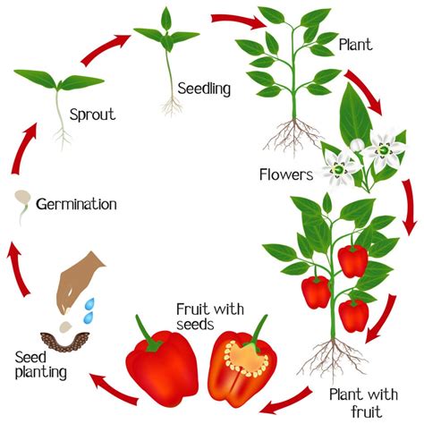 Growth Stages Bell Pepper Plant Life Cycle