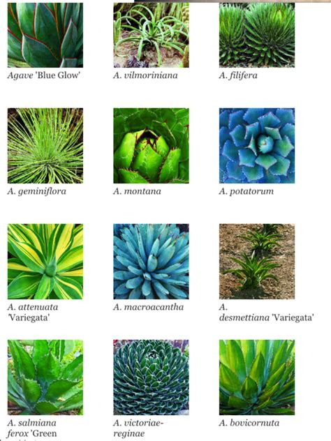 Succulent Identification Types Of Succulents Chart | Types Of Succulent ...