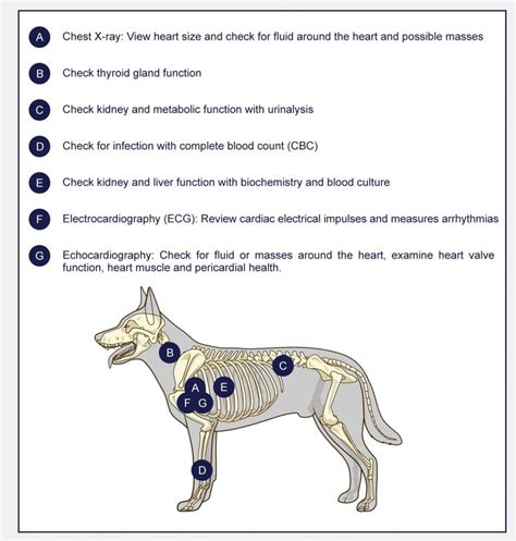 Heart Disease In Dogs - PetlifeCA