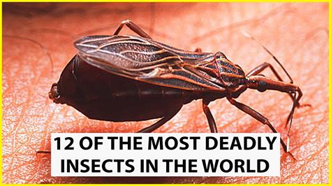 12 Of The Most Deadly Insects In The World | UNKNOWN FACTS - YouTube