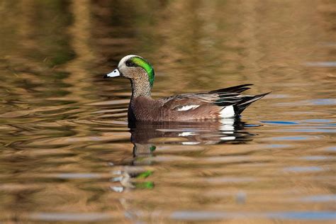 American Wigeon Drake Photograph by Craig K. Lorenz | Fine Art America