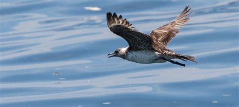 Arctic Skua | Bubo Birding