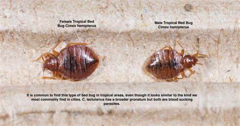 Male VS Female Bed Bug - How To Tell The Difference - With Photos