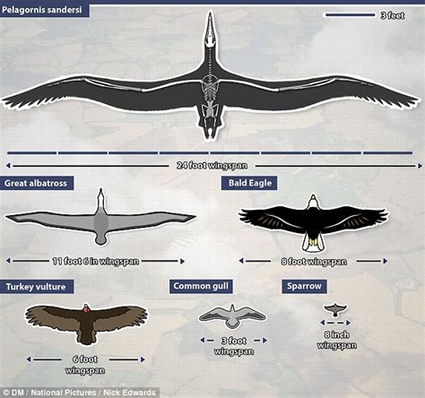 'Condor' with 24-FOOT wingspan soared across the skies 28m years ago | Daily Mail Online