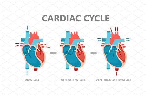 Stages Of The Cardiac Cycle