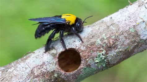 Carpenter Bee: What Are They and How to Get Rid of Them