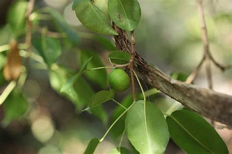 Manchineel Tree Stock Photos, Pictures & Royalty-Free Images - iStock