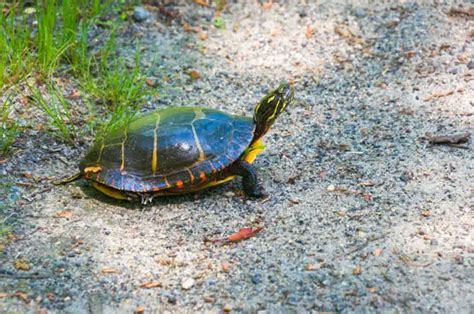 Painted Turtle Care: How to deal with a Painted Turtle as a pet?