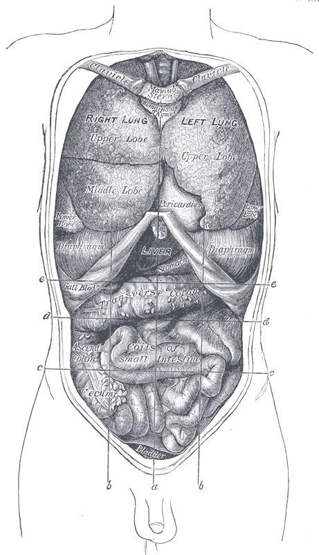 Transpyloric plane - wikidoc