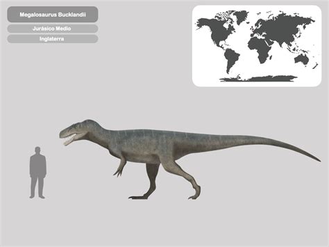 Perfil Megalosaurus Bucklandii by PaleoHistoric on DeviantArt