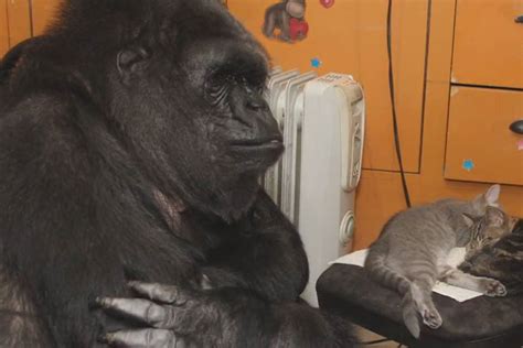 Koko The Gorilla Adopts 2 Baby Kittens After Being Unable To Have Her ...