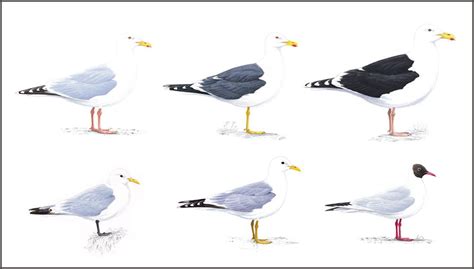 Types Of Seagulls | atelier-yuwa.ciao.jp